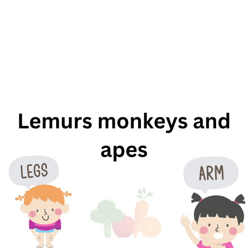 Lemurs monkeys and apes